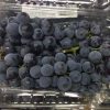 Nho tiêu thomcord grapes Mỹ01