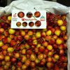 Cherry-vang-Canada-nhap-khau-vinfruits.com