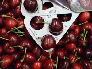 Giá cherry đỏ Úc Tphcm và Hà Nội?