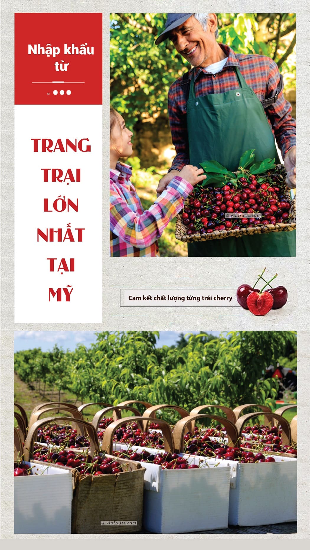 Cam ket chat luong cherry tại vinfruits.com