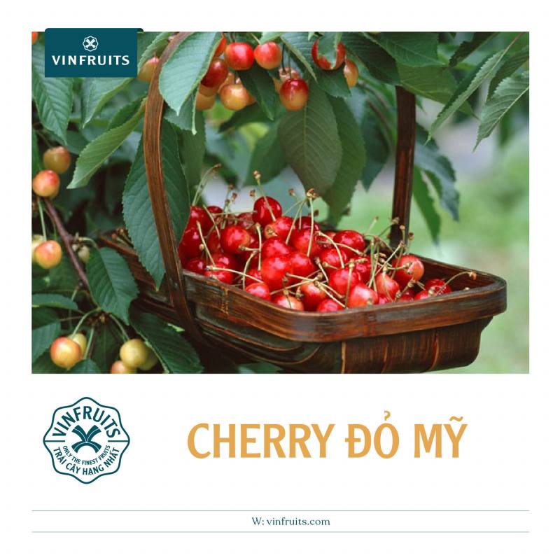 Cherry - vua của các loại trái cây đối với sức khỏe con người
