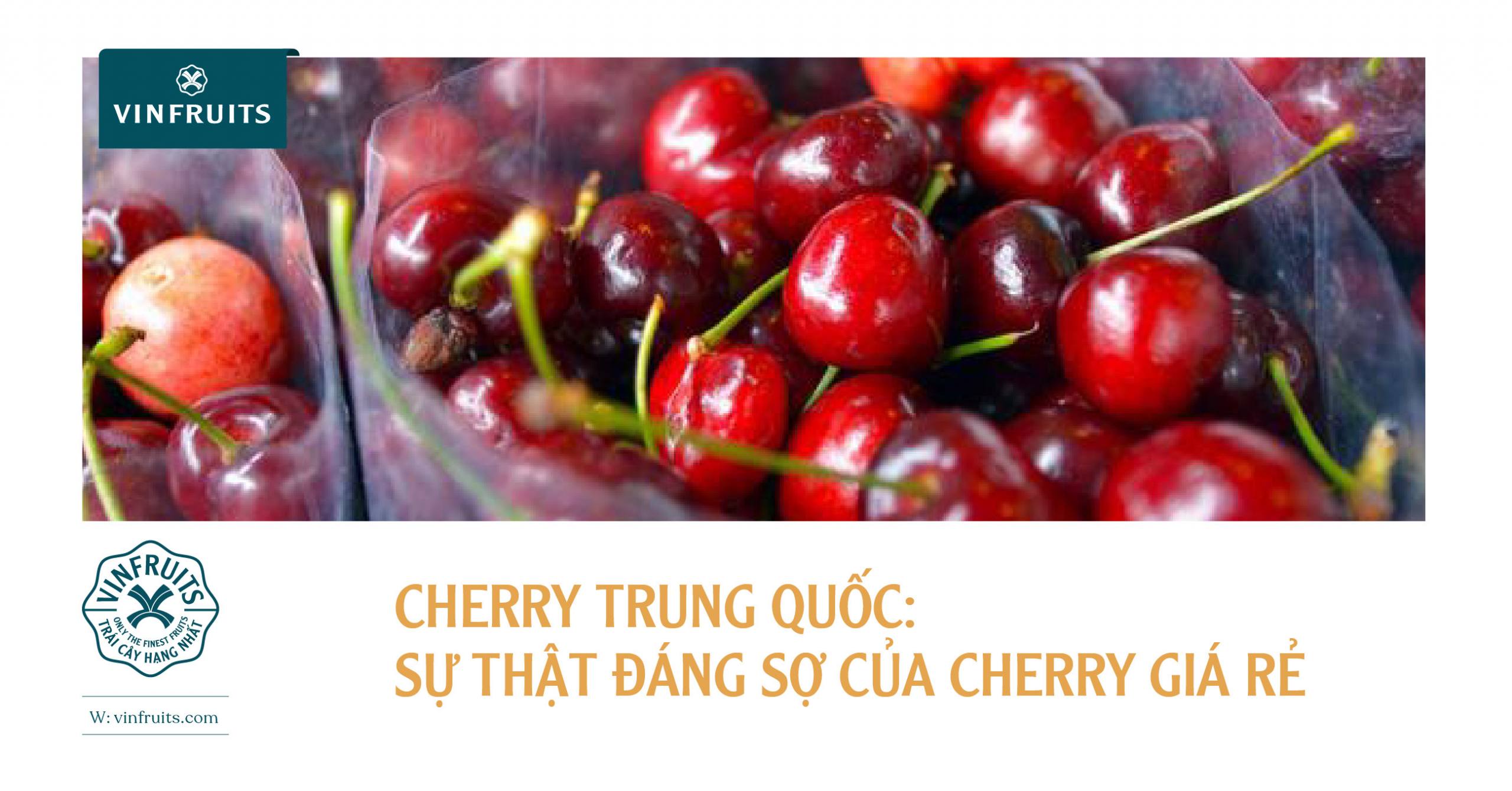 Cherry Trung Quốc – sự thật đáng sợ của cherry giá rẻ
