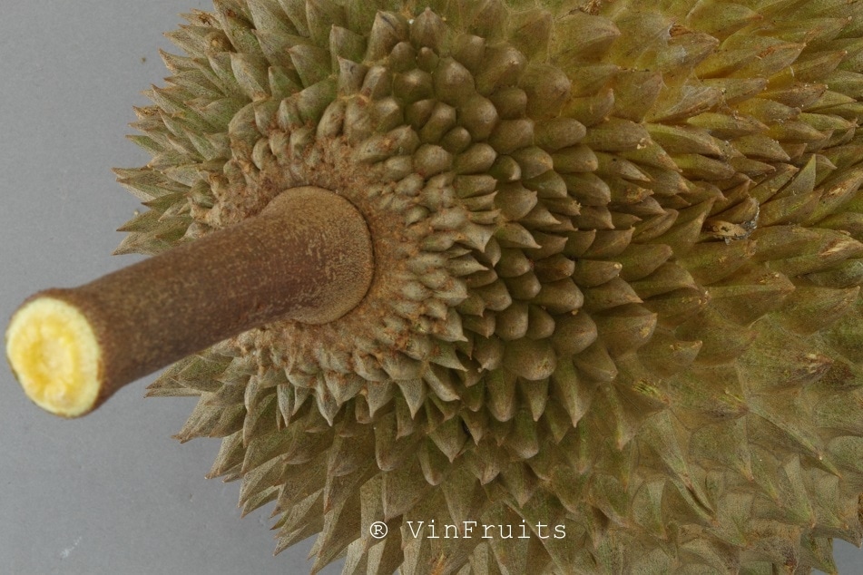 Trái sầu riêng Musang King Malaysia - Vinfruits