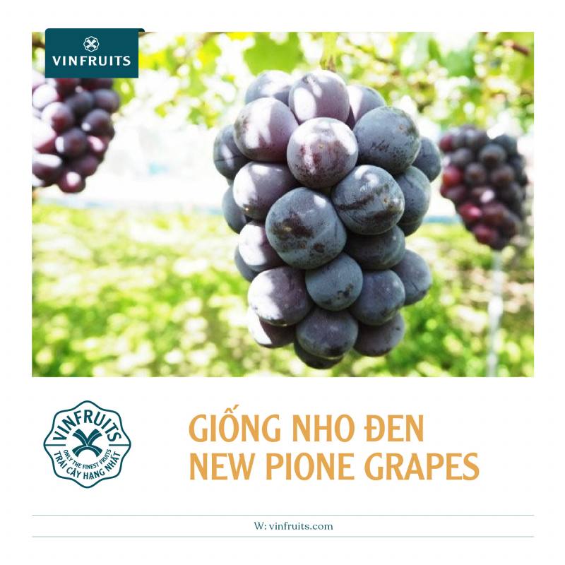 Giống nho đen New Pione Grapes Nhật Bản