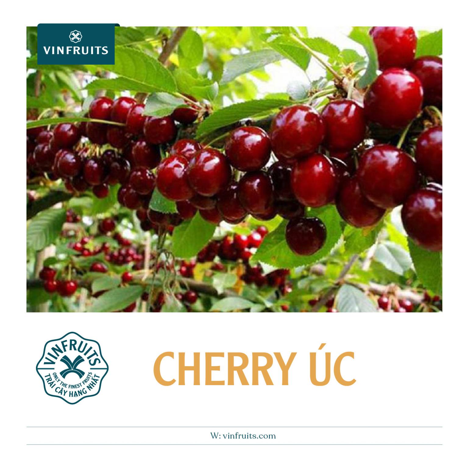 Cherry Úc giá tốt tại Việt Nam