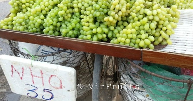 nho-xanh-trung-quoc_vinfruits