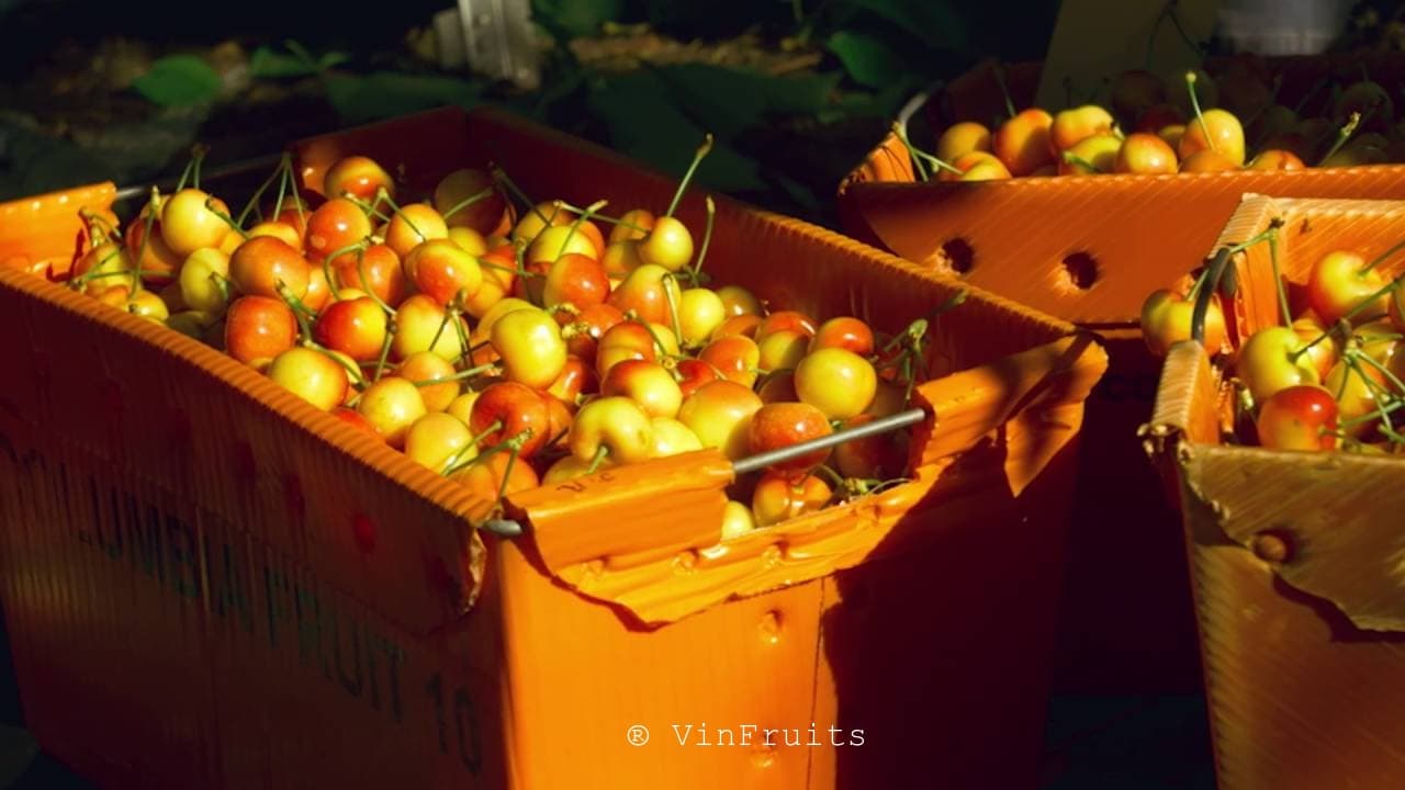 Cherry vàng rainier Mỹ nhập khẩu - Vinfruits