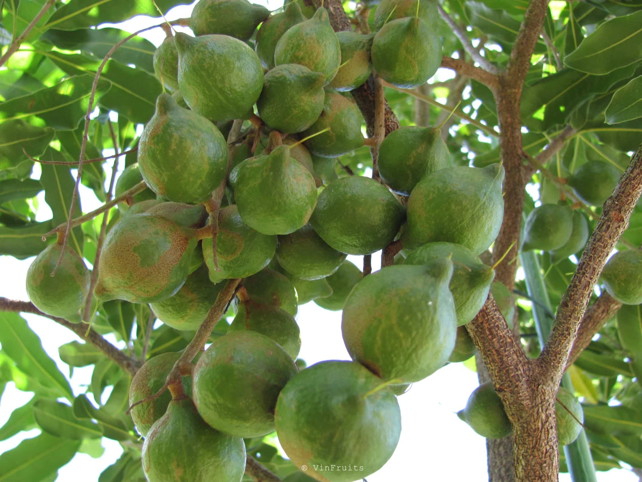 Cây macca - Vinfruits