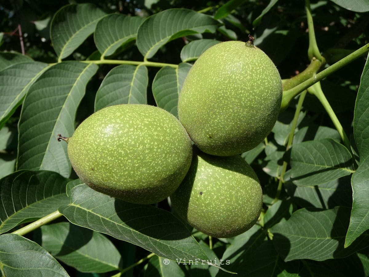 Quả óc chó Việt Nam - Vinfruits