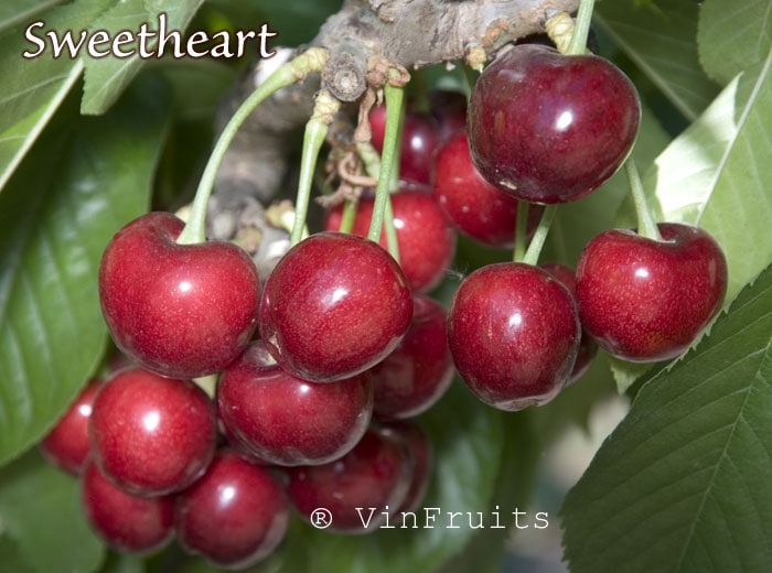 Sweetheart cherry Mỹ - Vinfruits