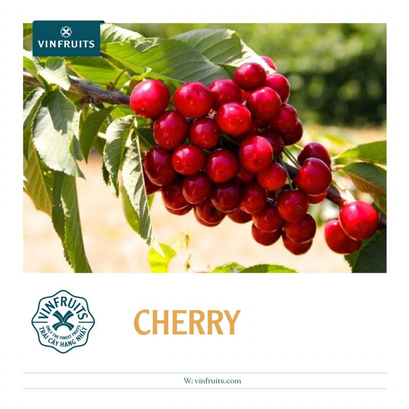 Cherry là loại trái cây xuất khẩu chủ lực của Mỹ và Úc