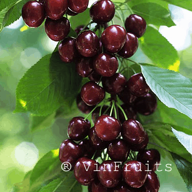 cherry_chelan_Mỹ - Vinfruits