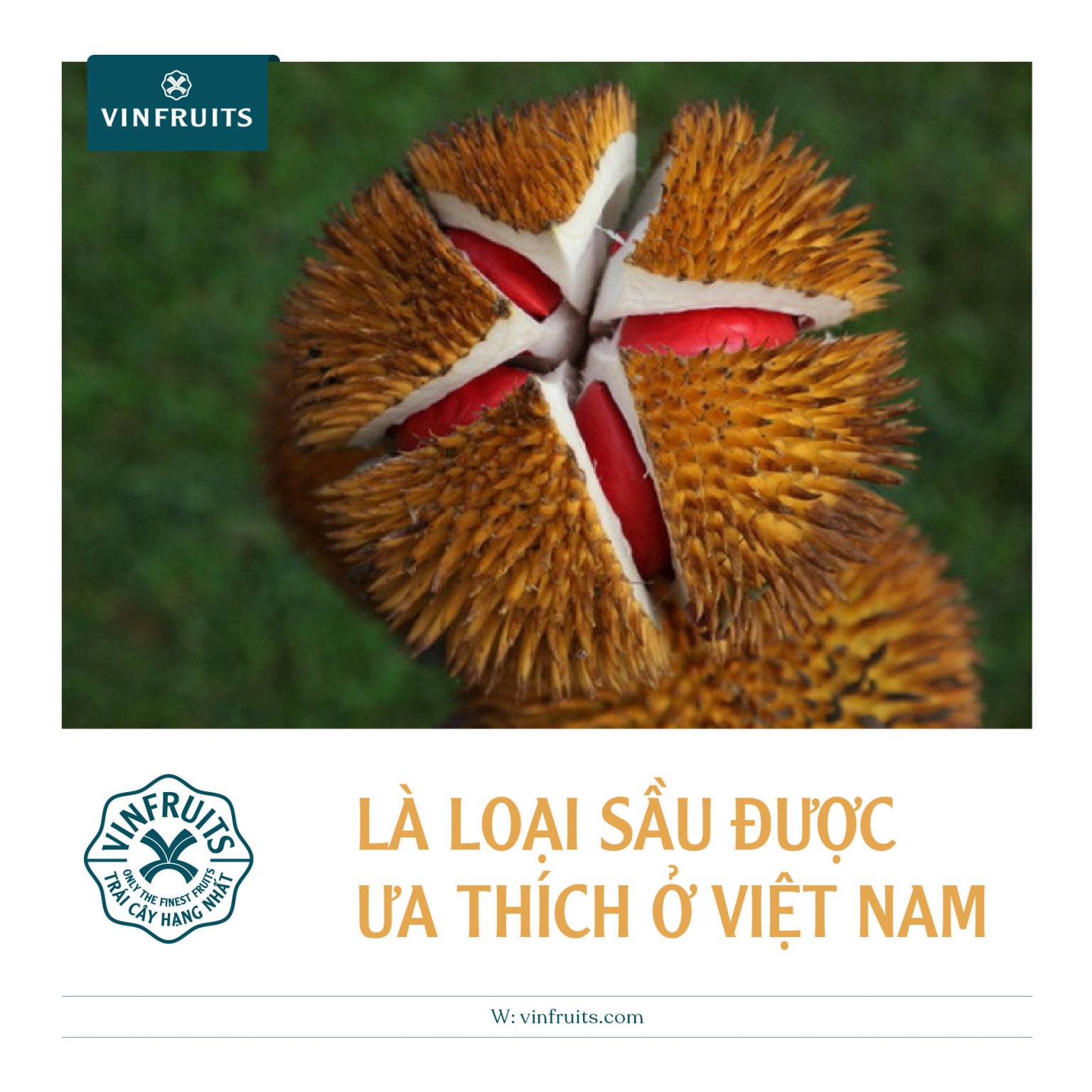 Sầu riêng ruột đỏ được ưa thích & tìm kiếm nhiều ở Việt Nam