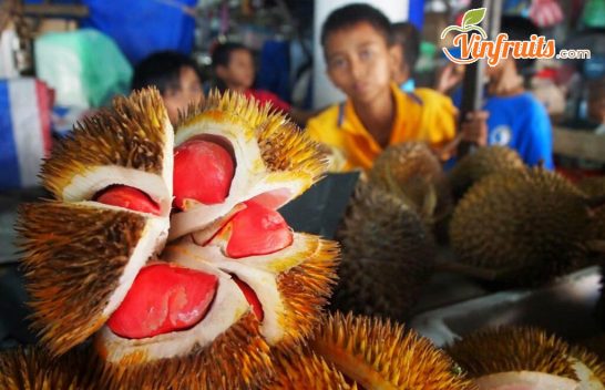 Sầu riêng ruột đỏ nứt vỏ khi chín, để lộ múi sầu đỏ tươi hấp dẫn - Vinfruits