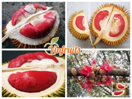 Sầu riêng ruột đỏ nặng từ 3 - 5kg - Vinfruits