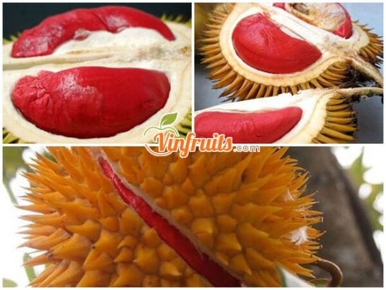 Sầu riêng ruột đỏ được ưa thích & tìm kiếm nhiều ở Việt Nam - Vinfruits