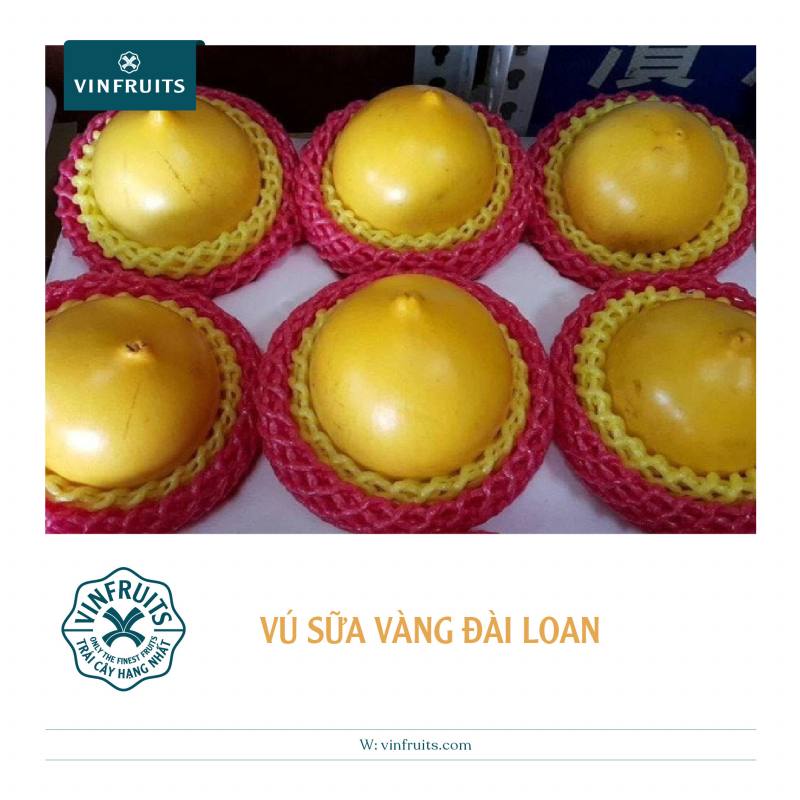 Vú sữa vàng Đài Loan được các đầu mối nhập khẩu rao bán gần 1 triệu đồng một kg.