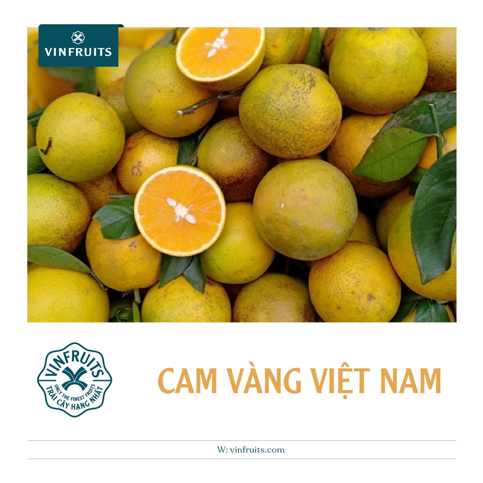 Cam sành Việt Nam & Trung Quốc