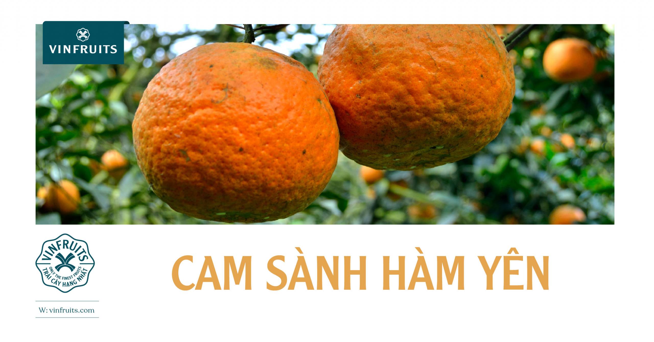 CAM SÀNH HÀM YÊN
