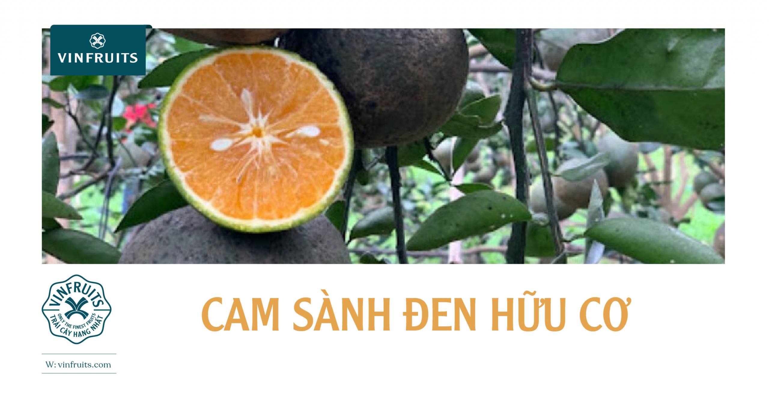 CAM SÀNH ĐEN HỮU CƠ