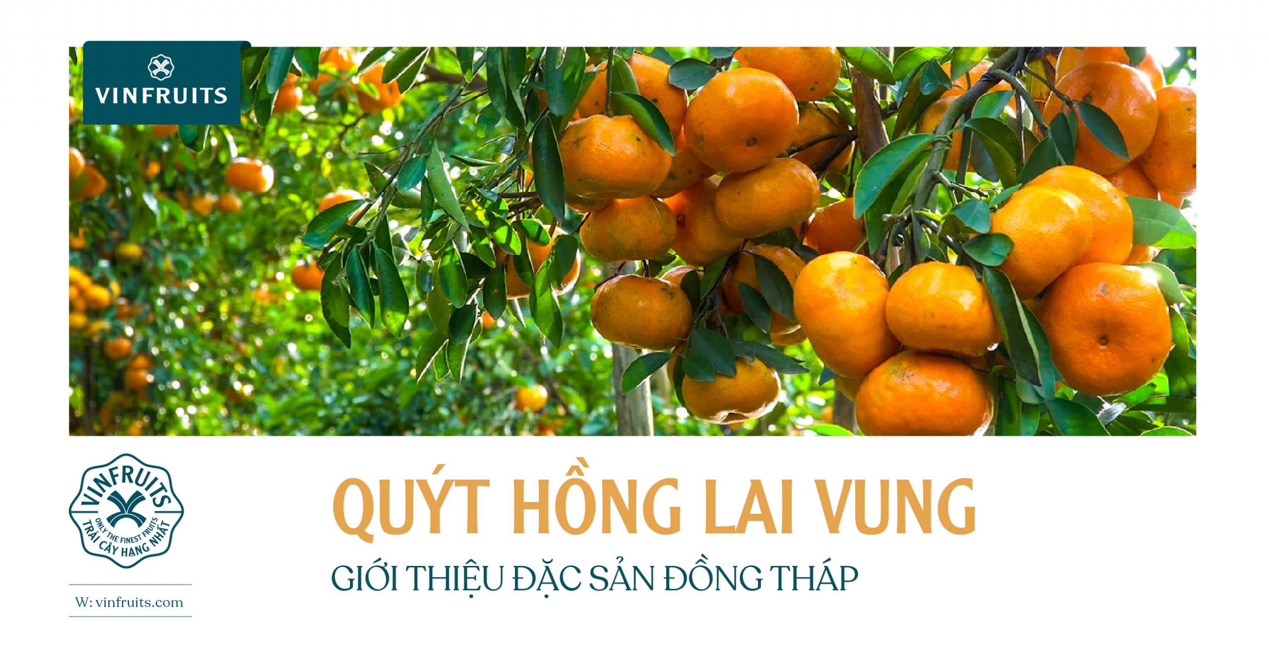 QUÝT HỒNG LAI VUNG: GIỚI THIỆU ĐẶC SẢN ĐỒNG THÁP