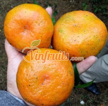 Ăn cam bù rất tốt cho sứ khỏe - Vinfruits
