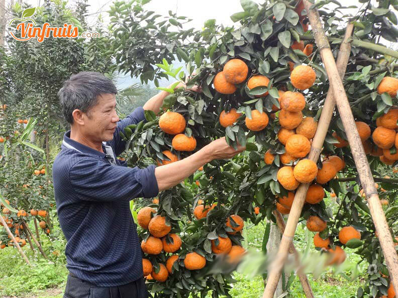 Cây cam bù vào mùa thu hoạch người dân phải dựng sào chống đỡ - Vinfruits