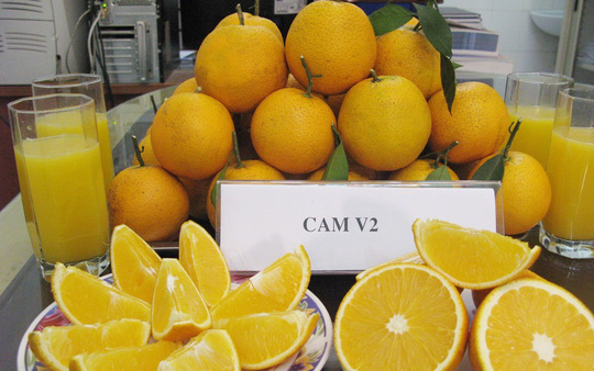 Cam Cao Phong giống V2 - Vinfruits