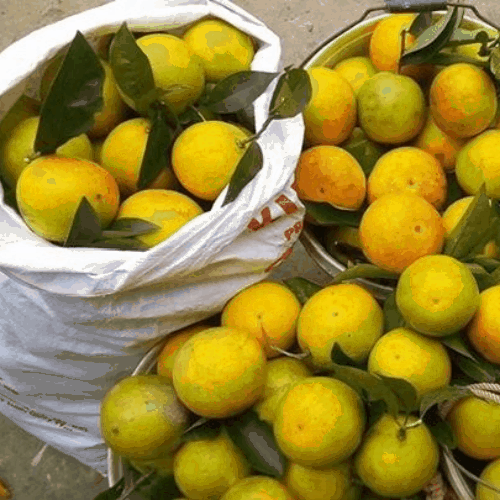 Cam Cao Phong - Đặc sản Hòa Bình - Vinfruits
