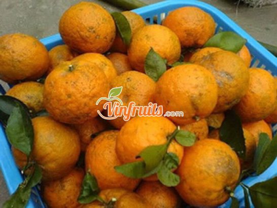 Cam sành "sạch" Bắc Quang - Vinfruits