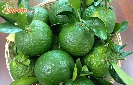 Cam sành Bến Tre - Vinfruits