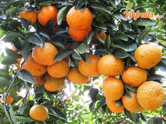 Cam xành Hàm Yên chín cây - Vinfruits