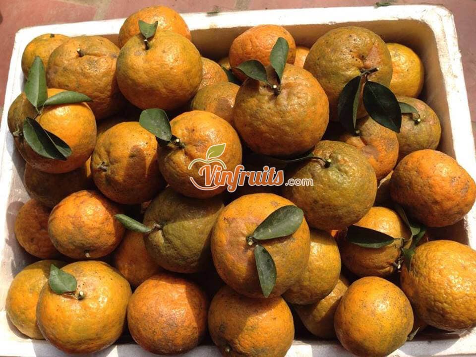 Cam xành Hàm Yên chín cây - Vinfruits