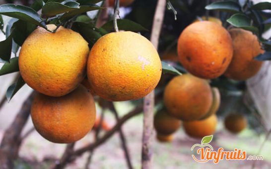 Cam sành Hàm Yên - Vinfruits