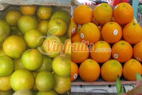 Cam vàng Trung Quốc và cam vàng Việt Nam - Vinfruits