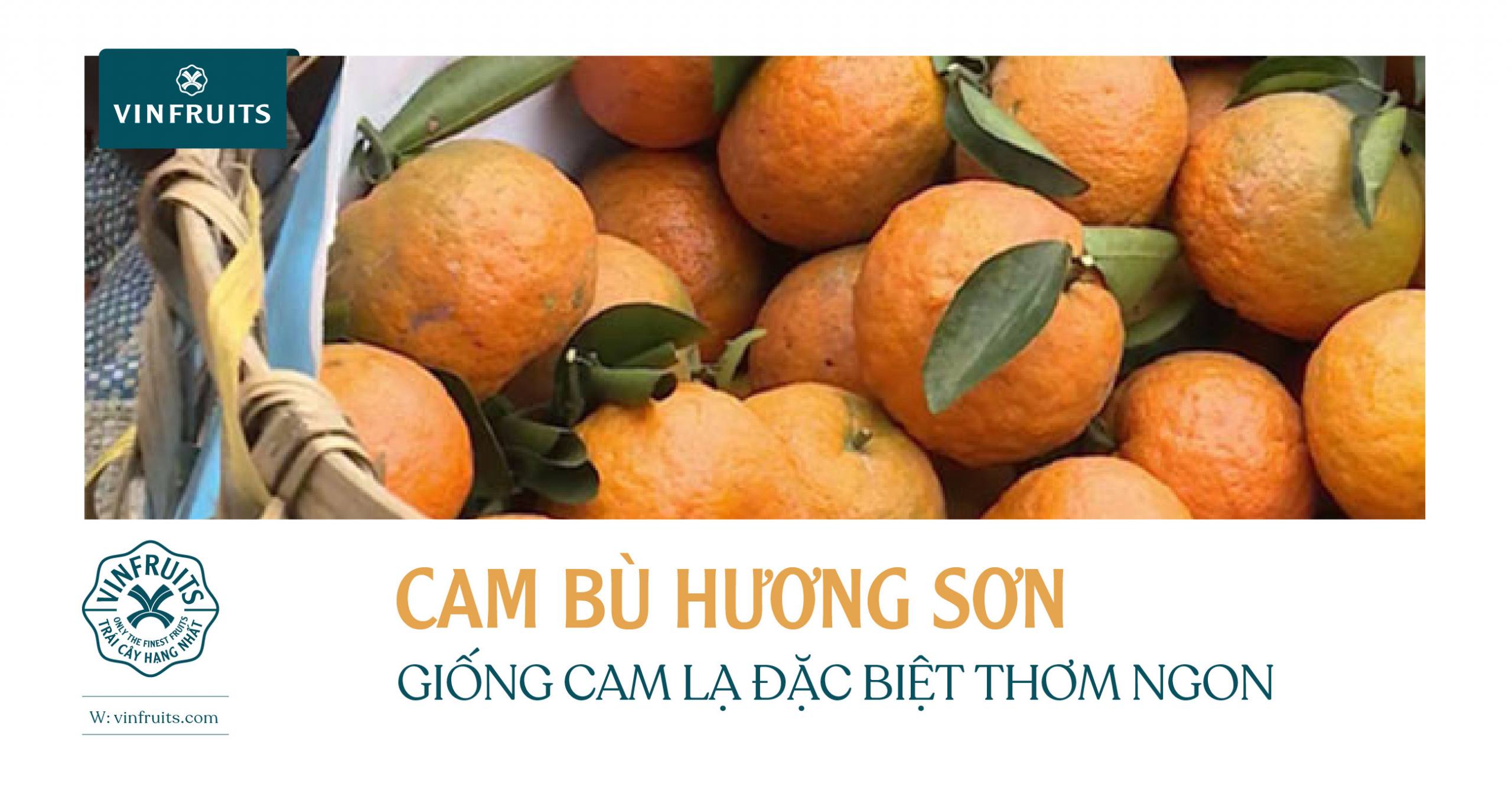 CAM BÙ HƯƠNG SƠN, GIỐNG CAM “LẠ” ĐẶC BIỆT THƠM NGON