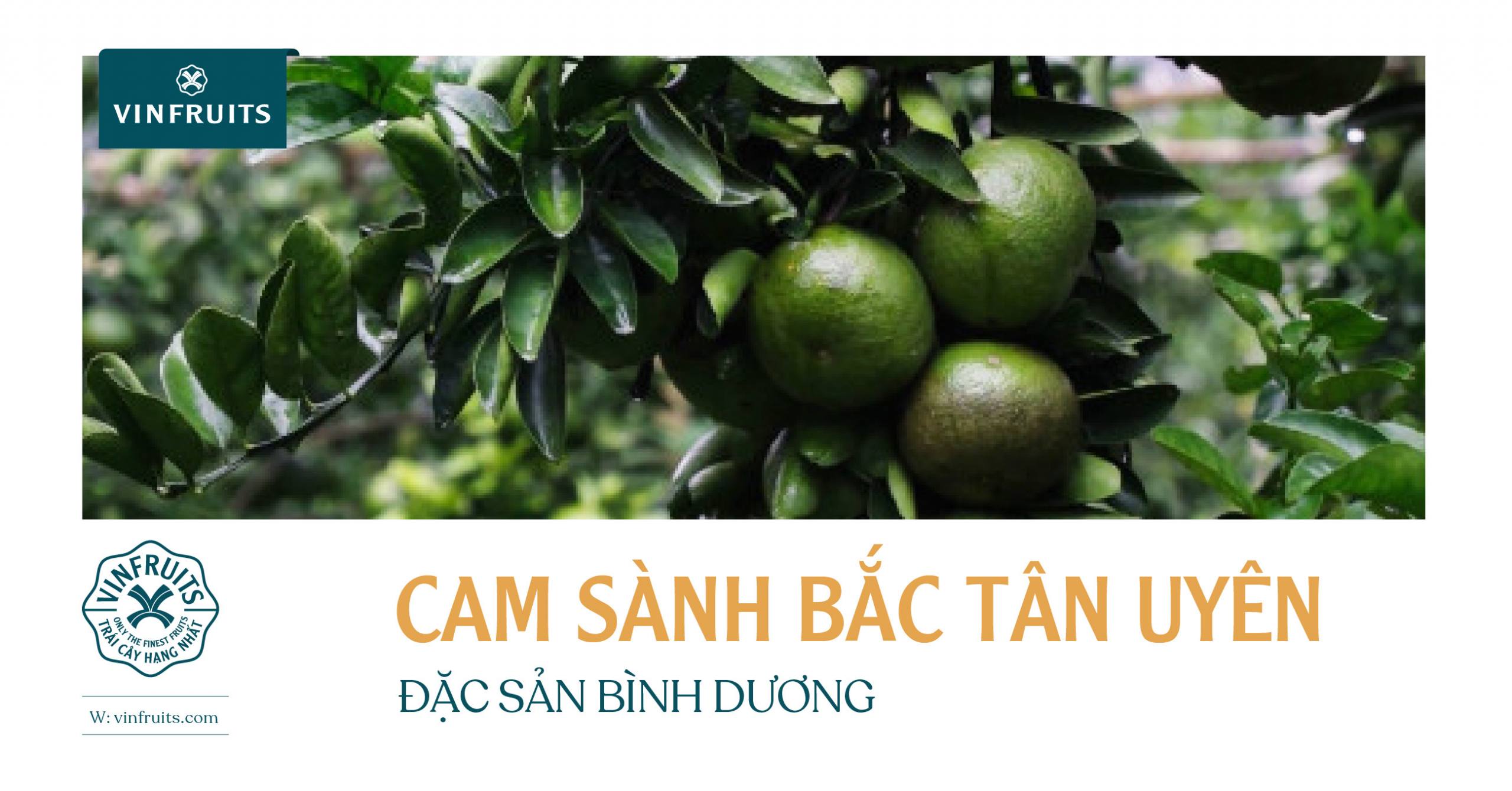 CAM SÀNH BẮC TÂN UYÊN, ĐẶC SẢN BÌNH DƯƠNG