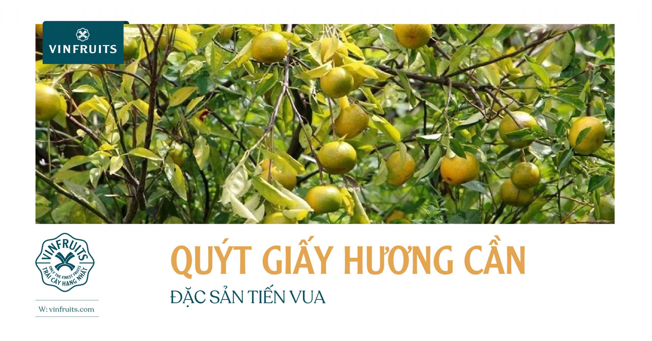 QUÝT GIẤY HƯƠNG CẦN – ĐẶC SẢN TIẾN VUA