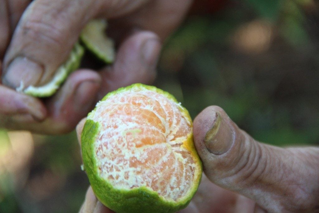 Quýt Hương Cần - Vinfruits