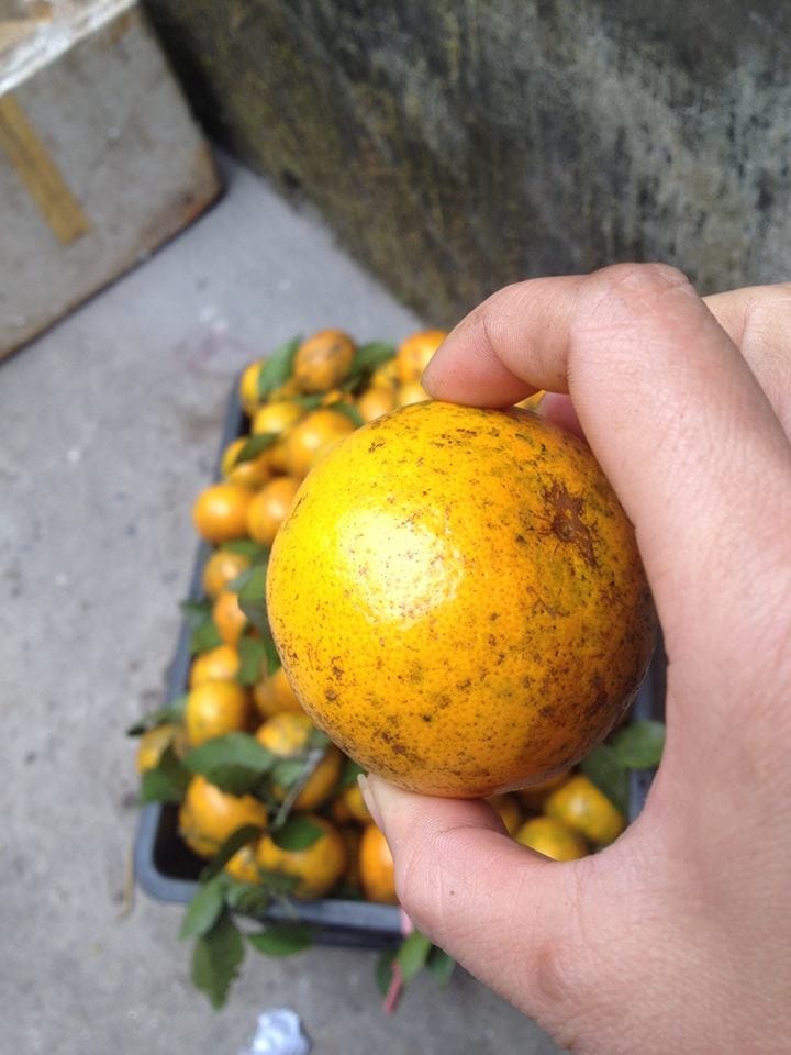 Quýt Yên Bái trái nhỏ, vỏ mỏng - Vinfruits