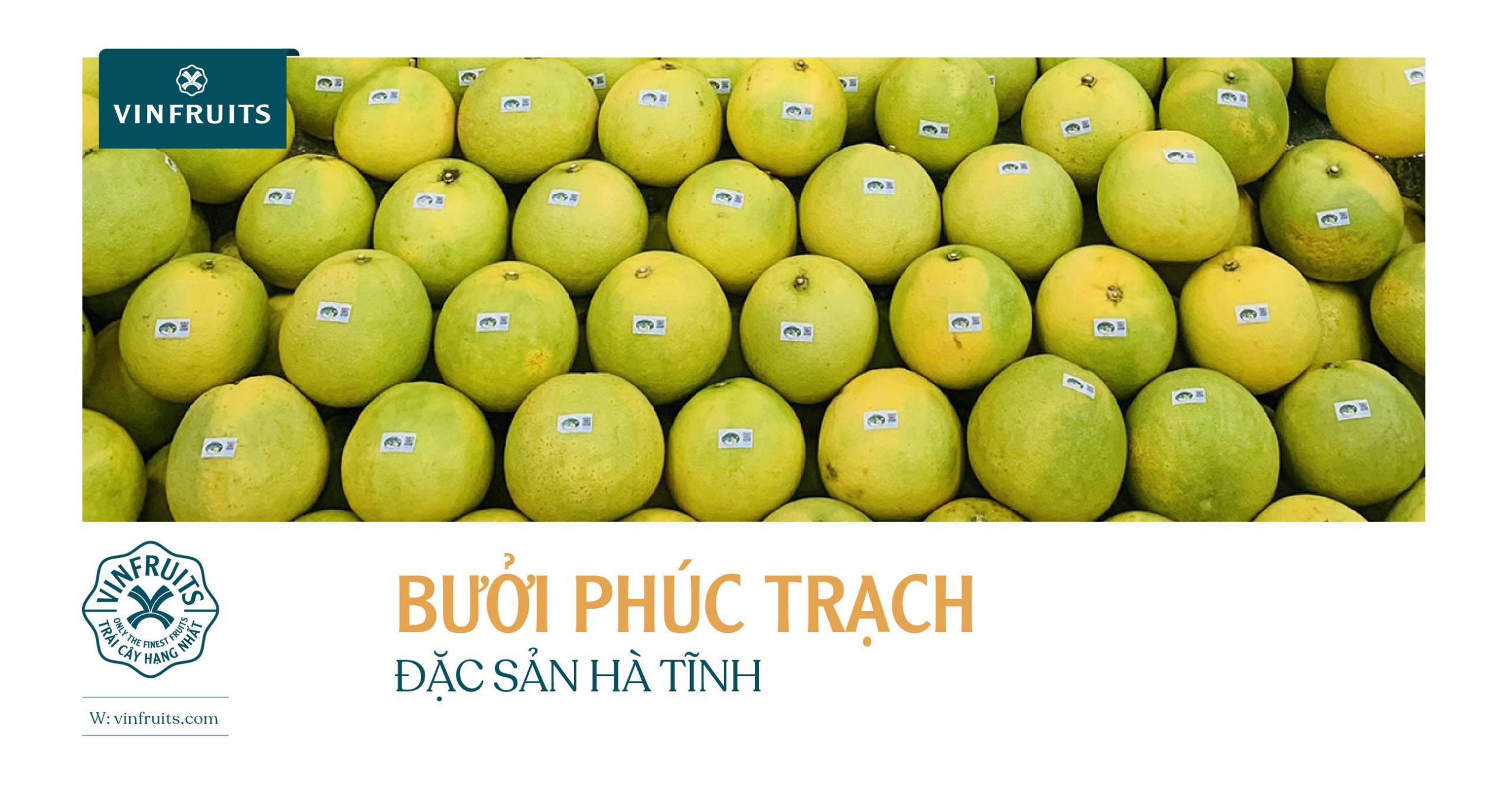 BƯỞI PHÚC TRẠCH – ĐẶC SẢN HÀ TĨNH
