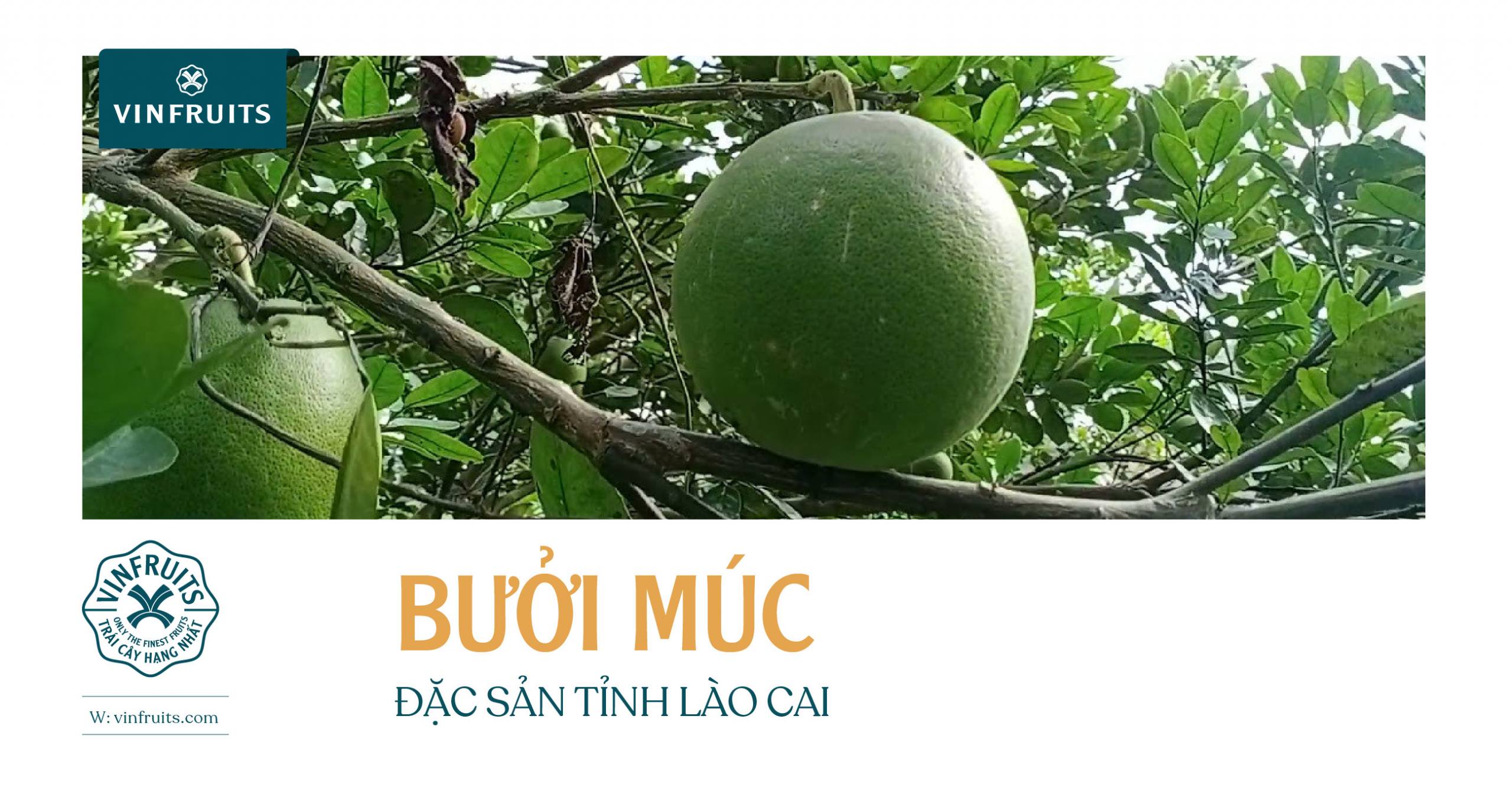 BƯỞI MÚC ĐẶC SẢN TỈNH LÀO CAI