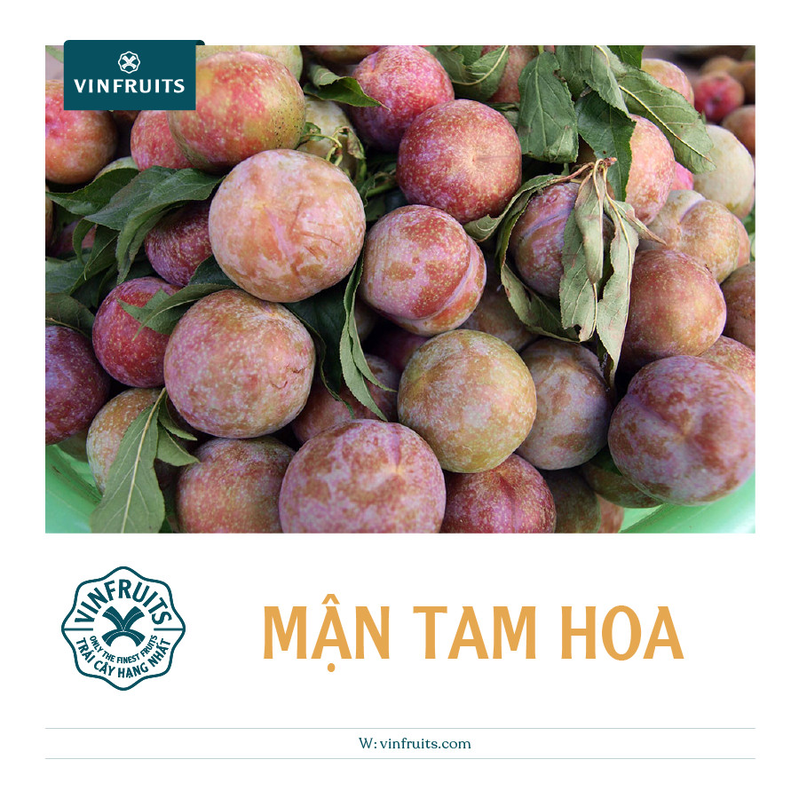 Mận Tam Hoa được trồng tại Lào Cai và đây chính là sản phẩm chủ lực tại nơi này.