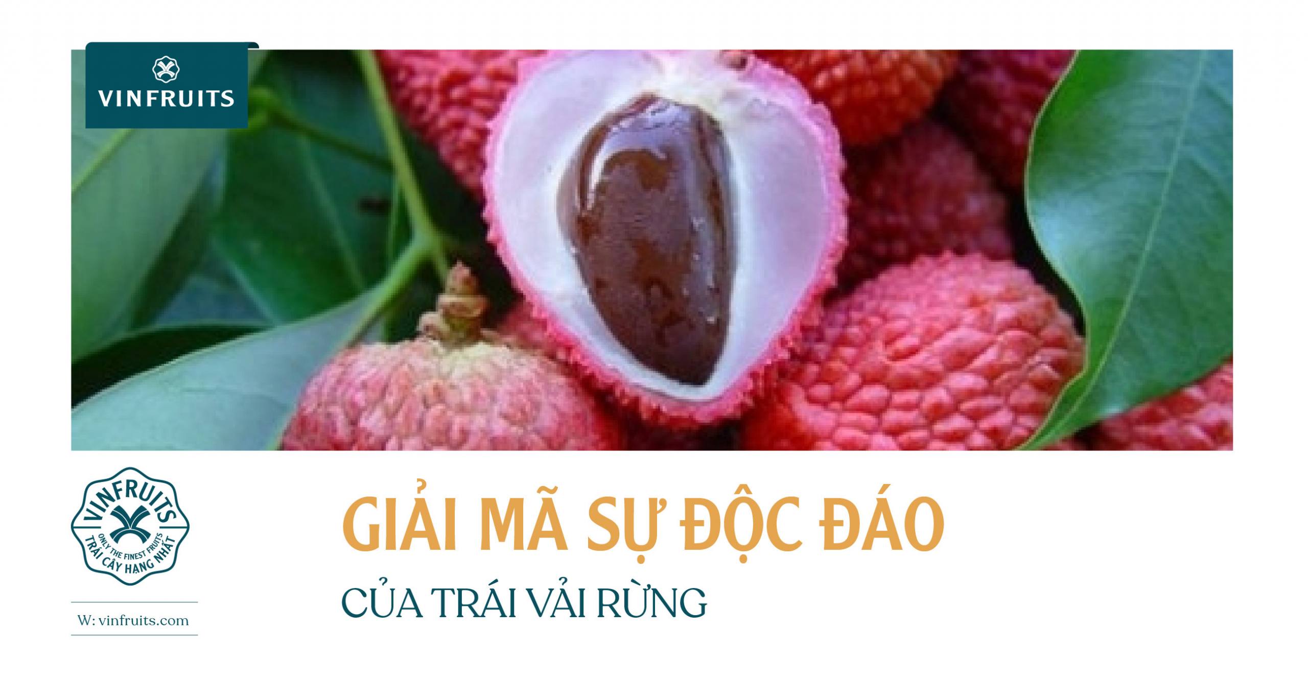 GIẢI MÃ SỰ ĐỘC ĐÁO CỦA TRÁI VẢI RỪNG