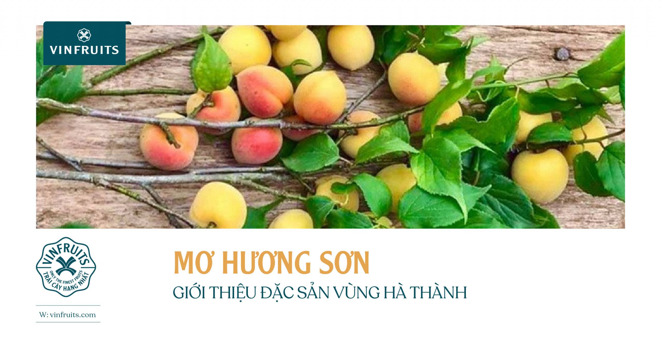 MƠ HƯƠNG SƠN: GIỚI THIỆU ĐẶC SẢN VÙNG HÀ THÀNH