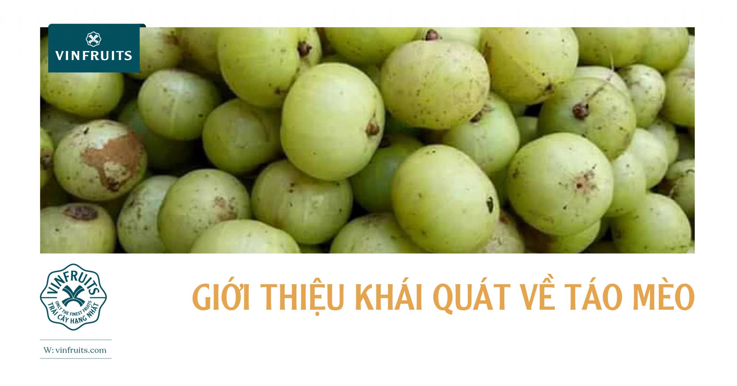 [2022] GIỚI THIỆU KHÁI QUÁT VỀ QUẢ TÁO MÈO