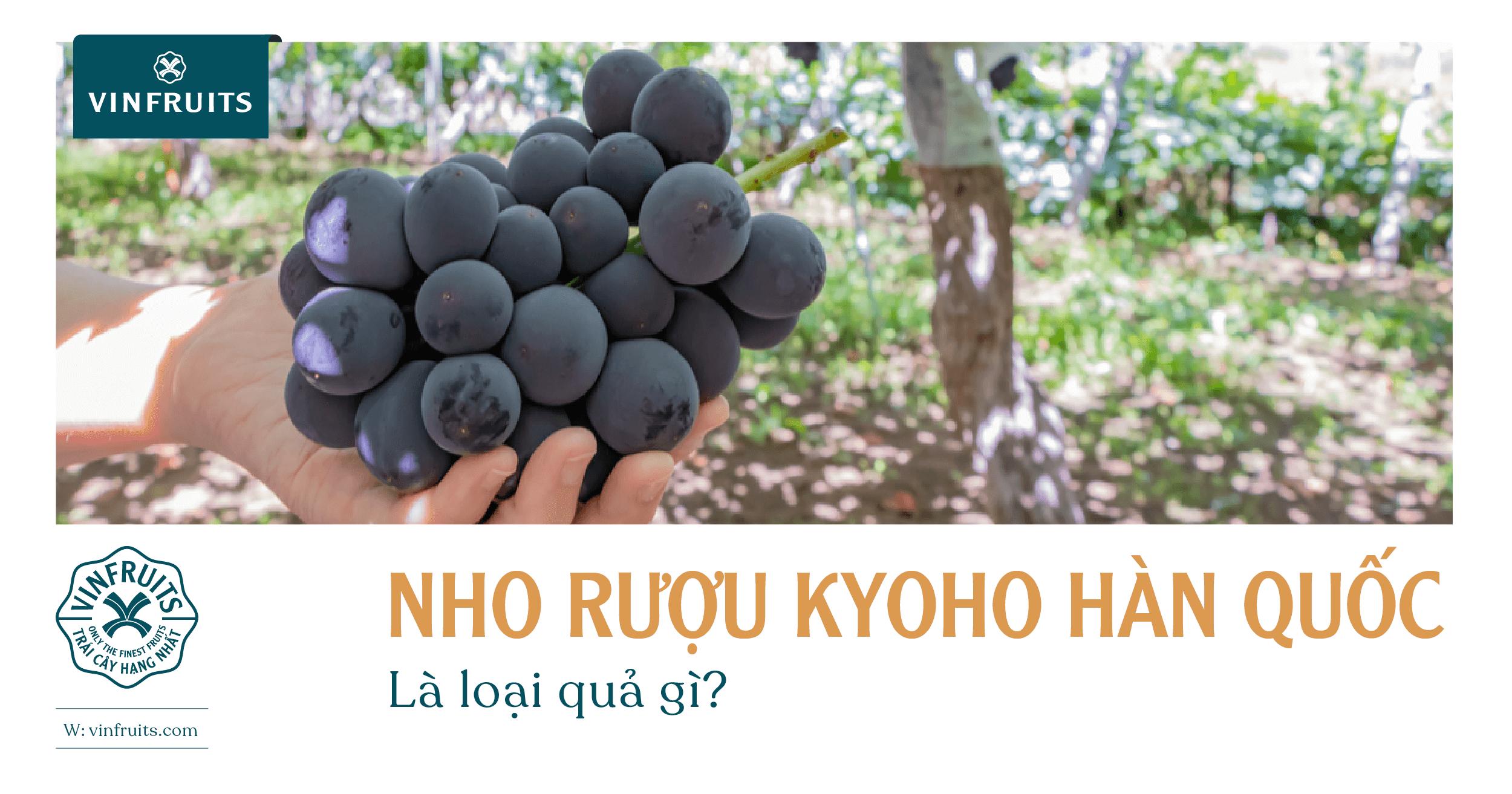 Giới thiệu về Nho rượu Kyoho Hàn Quốc