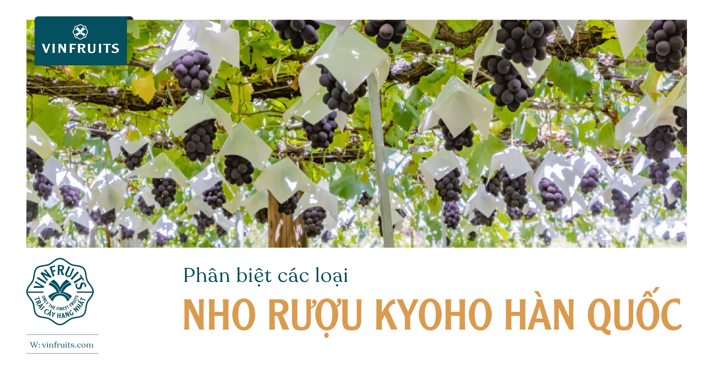 Phân biệt các loại Nho rượu Kyoho Hàn Quốc