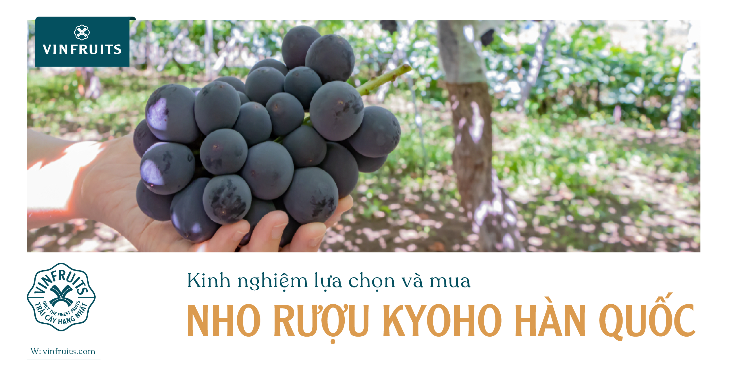 Kinh nghiệm lựa chọn và mua Nho rượu Kyoho Hàn Quốc