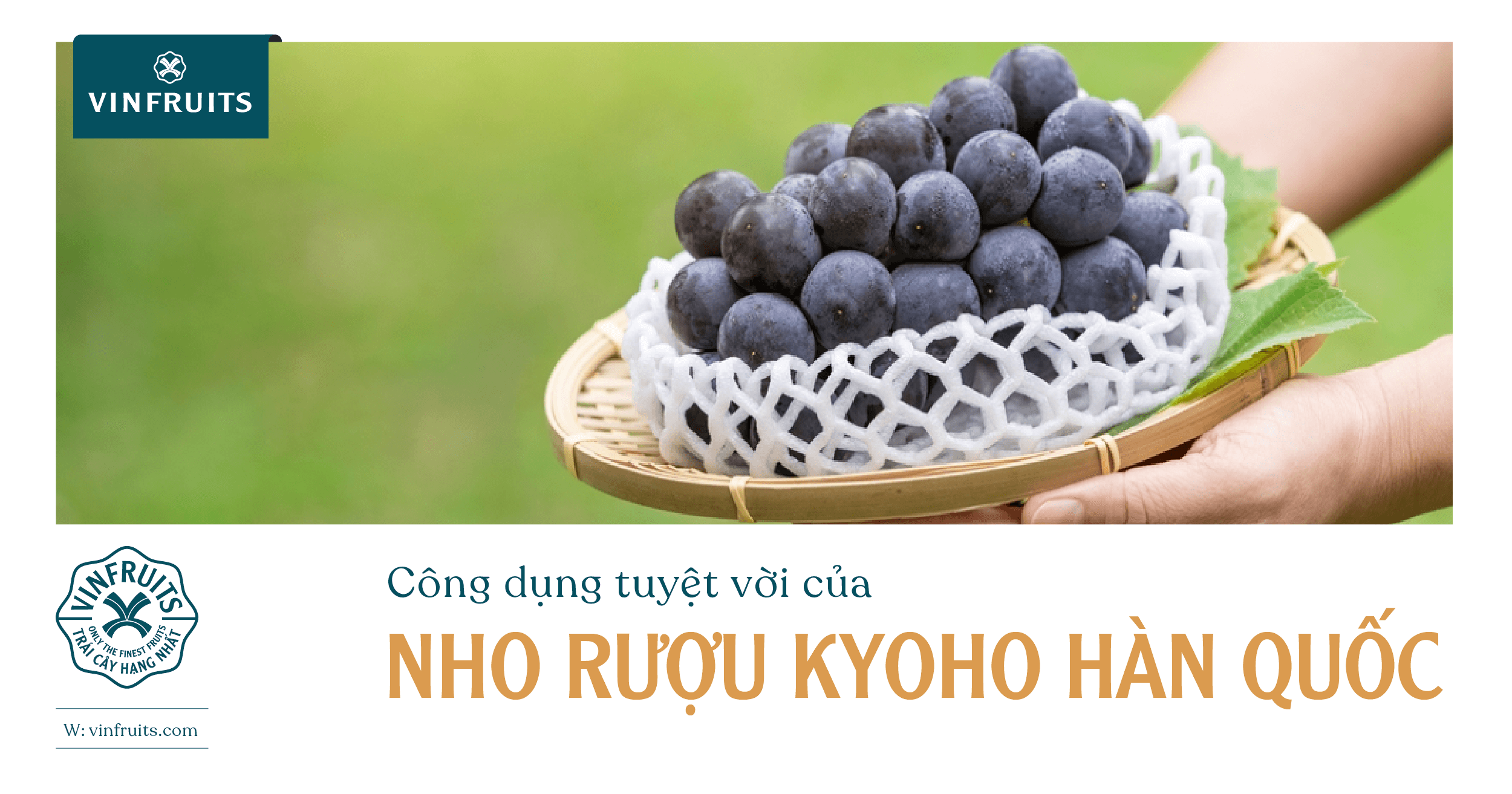 Công dụng tuyệt vời của Nho rượu Kyoho Hàn Quốc